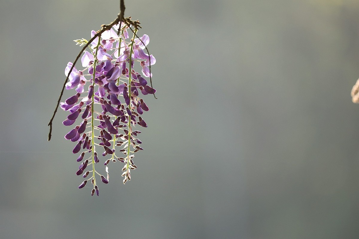 紫藤 【八】2025.135