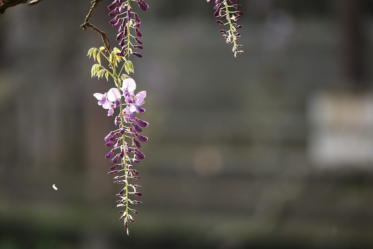 紫藤 【八】2025.135