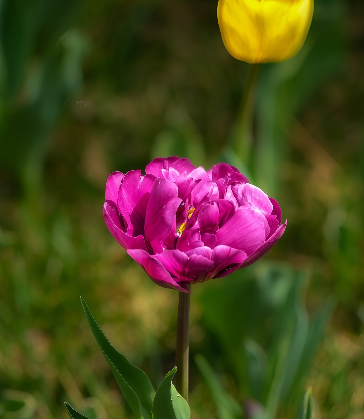 春游中山公园20250403 《9》