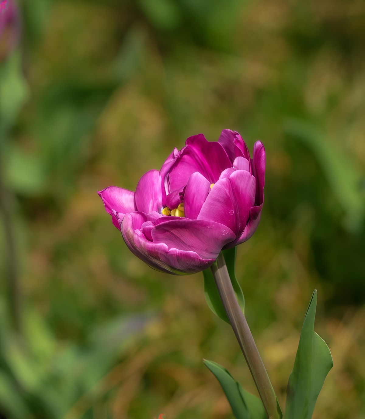 春游中山公园20250403 《9》