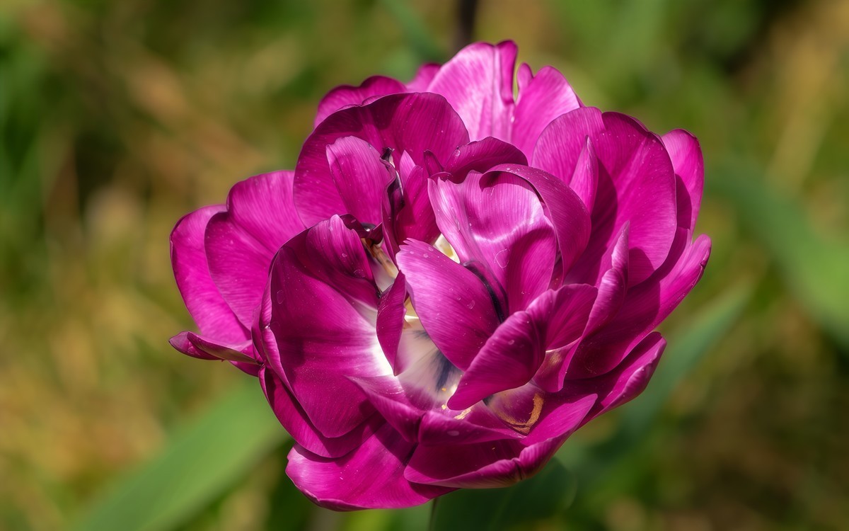 春游中山公园20250403 《9》