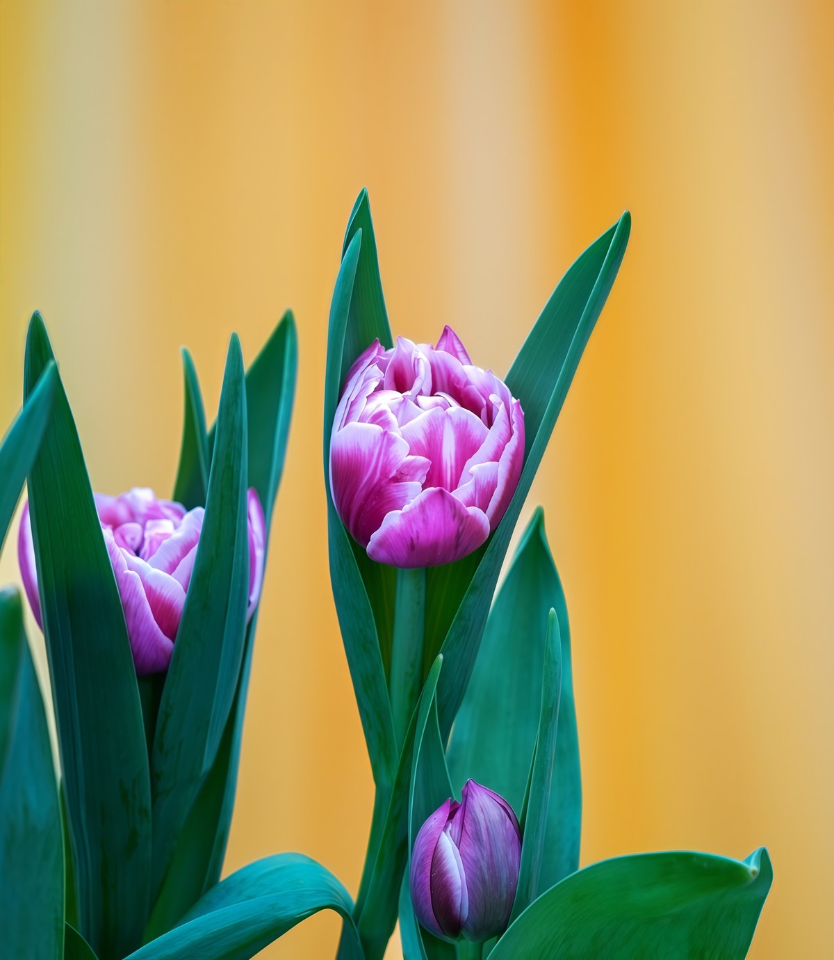 春游中山公园20250403 《9》