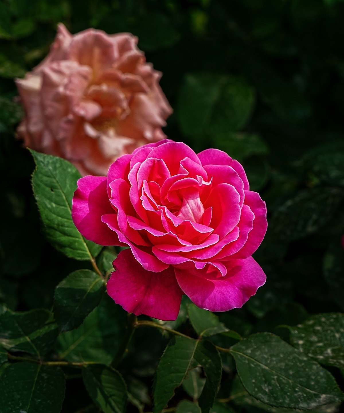 春游景山公园20250507 《5》