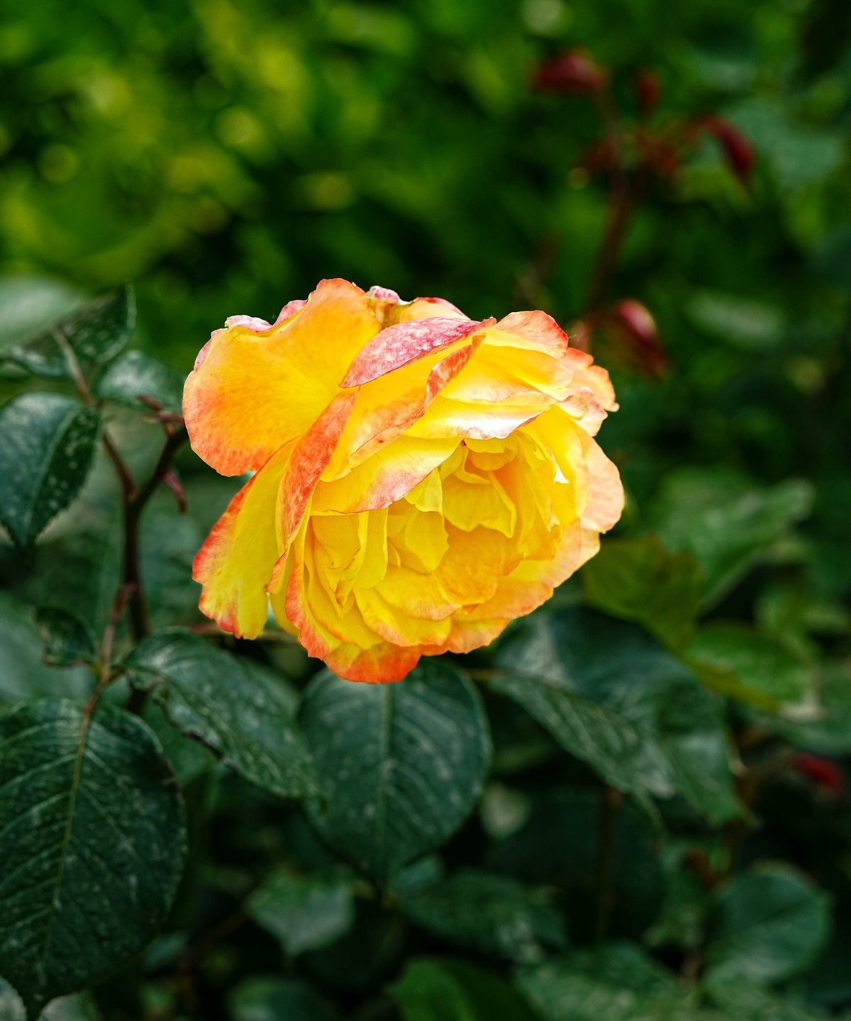 春游景山公园20250507 《5》