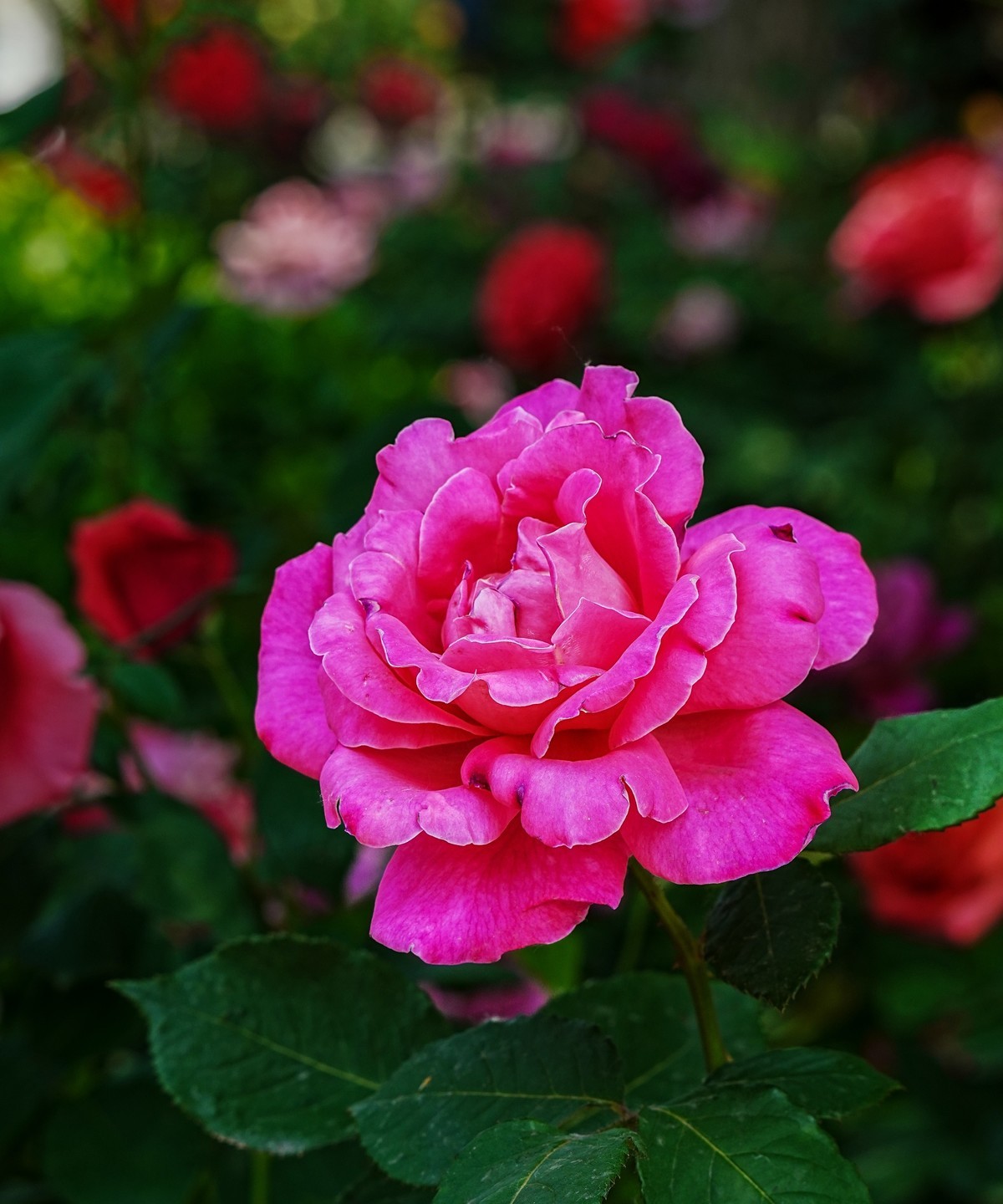 春游景山公园20250507 《5》