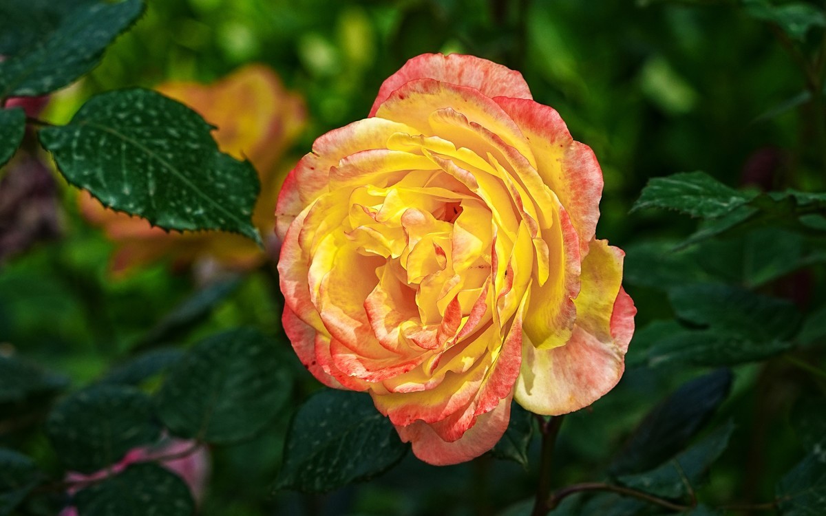 春游景山公园20250507 《5》