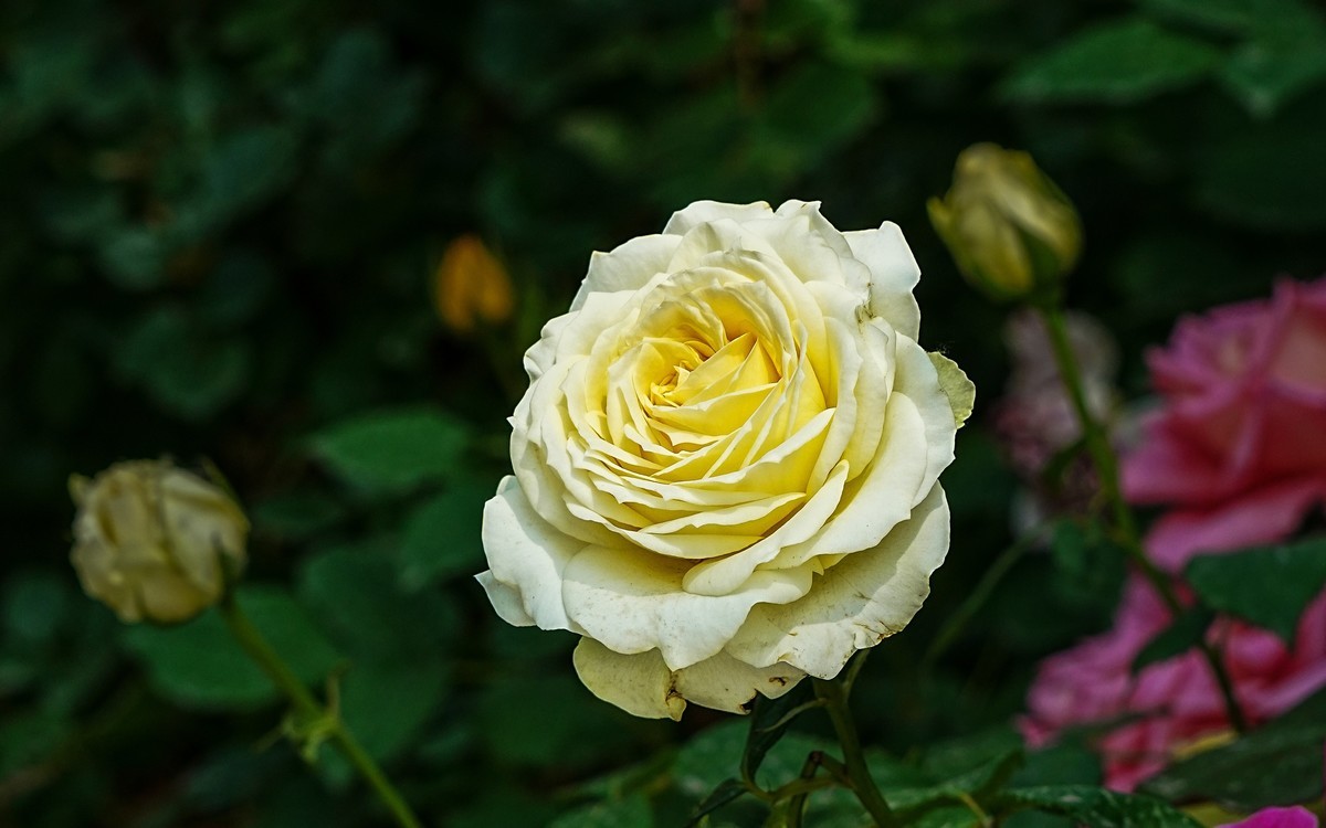 春游景山公园20250507 《5》