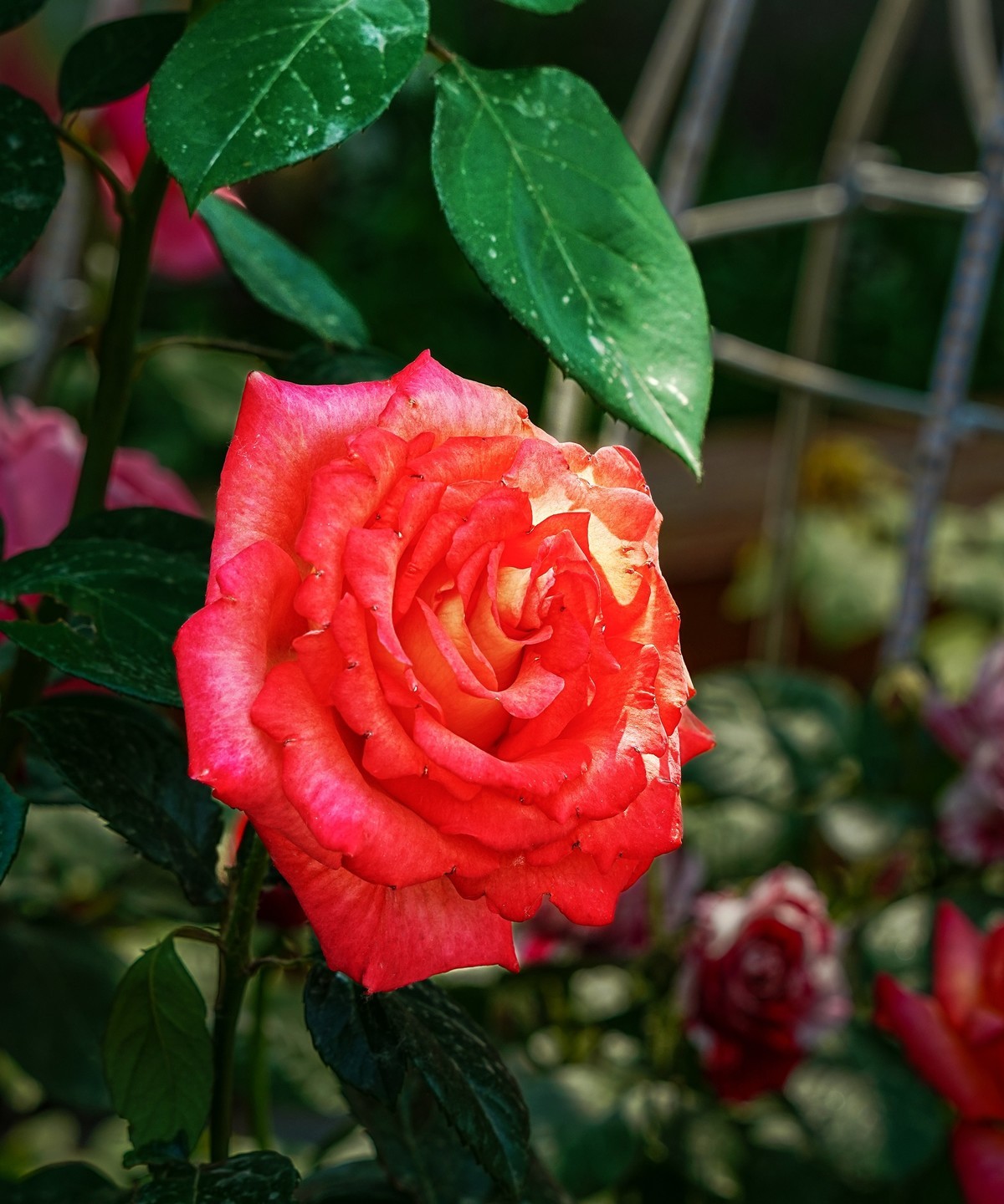 春游景山公园20250507 《5》