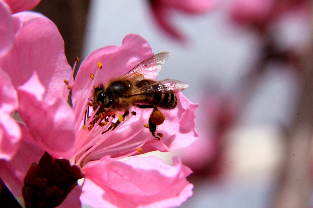 采得百花成蜜后  为谁辛苦为谁甜  （48mm接圈）