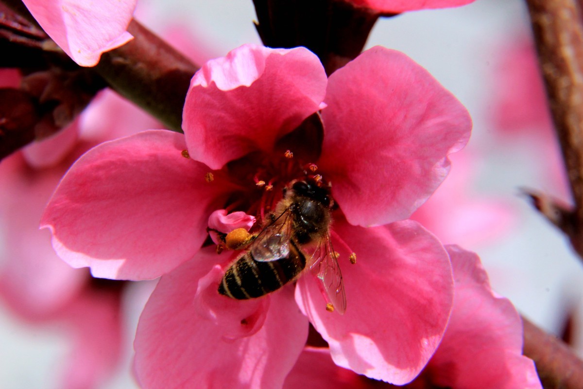采得百花成蜜后  为谁辛苦为谁甜  （48mm接圈）