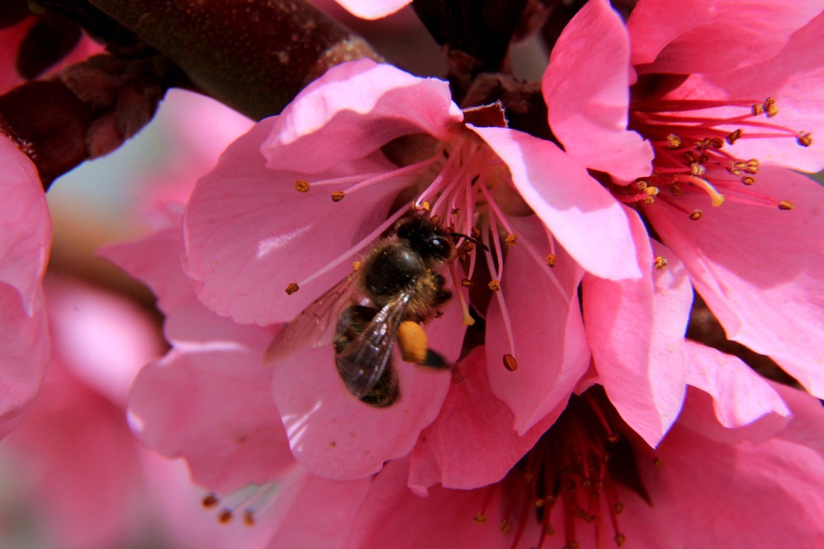 采得百花成蜜后  为谁辛苦为谁甜  （48mm接圈）