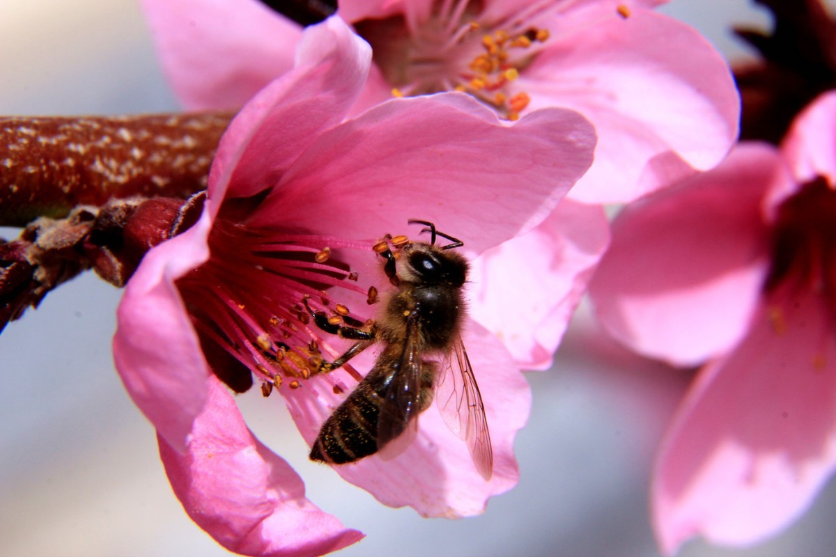 采得百花成蜜后  为谁辛苦为谁甜  （48mm接圈）