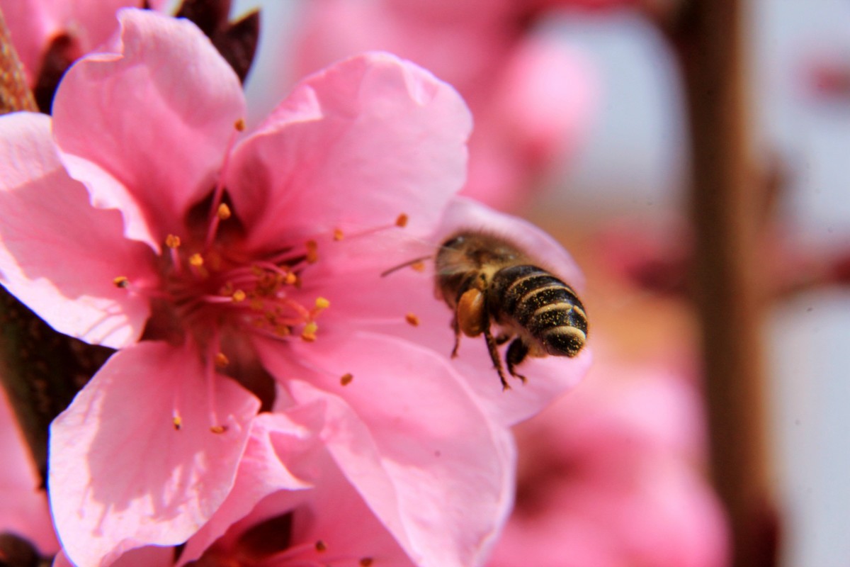 采得百花成蜜后  为谁辛苦为谁甜  （48mm接圈）