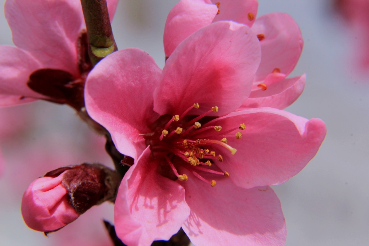 采得百花成蜜后  为谁辛苦为谁甜  （48mm接圈）