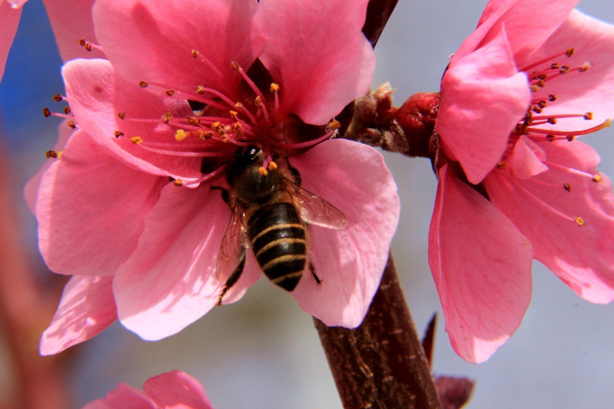 采得百花成蜜后  为谁辛苦为谁甜  （48mm接圈）