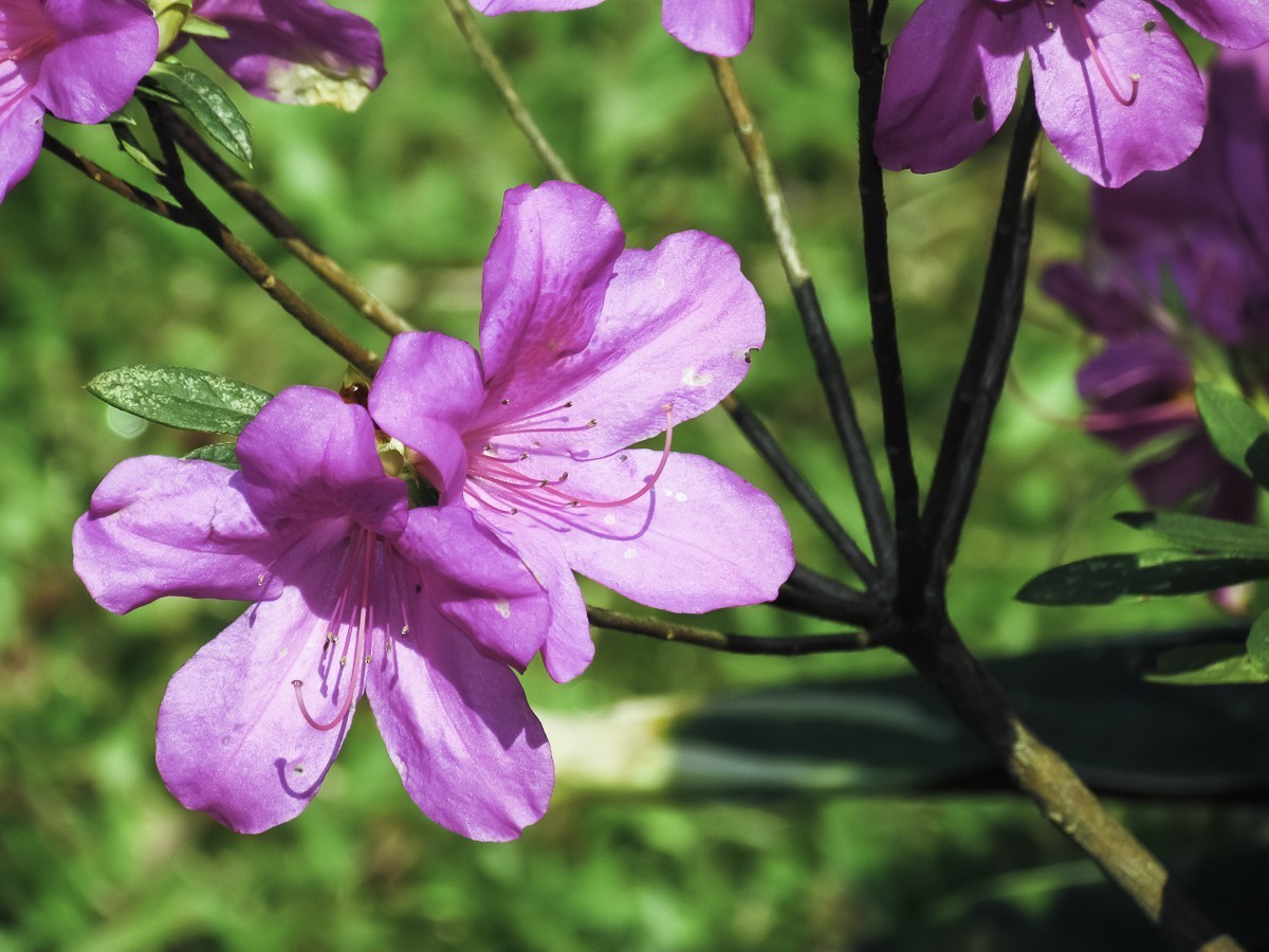 杜鹃花