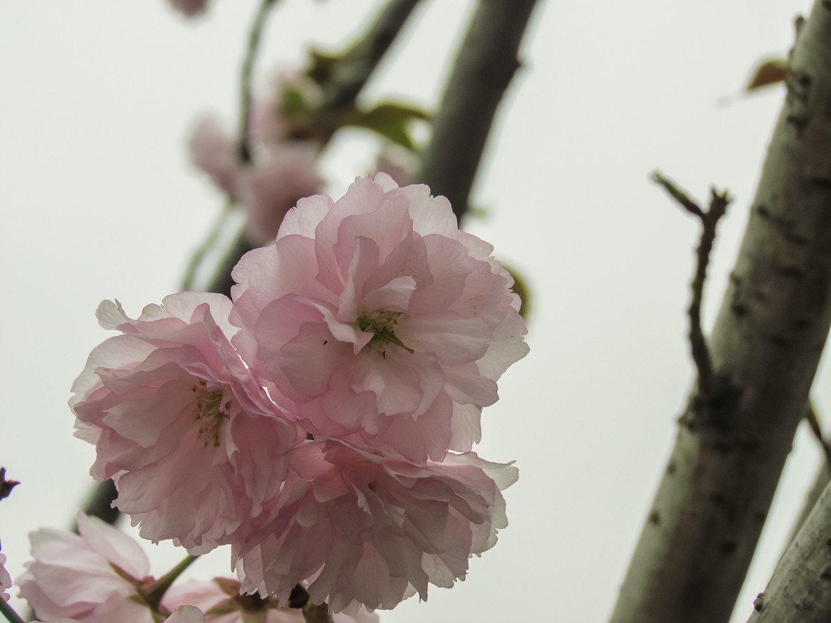樱花