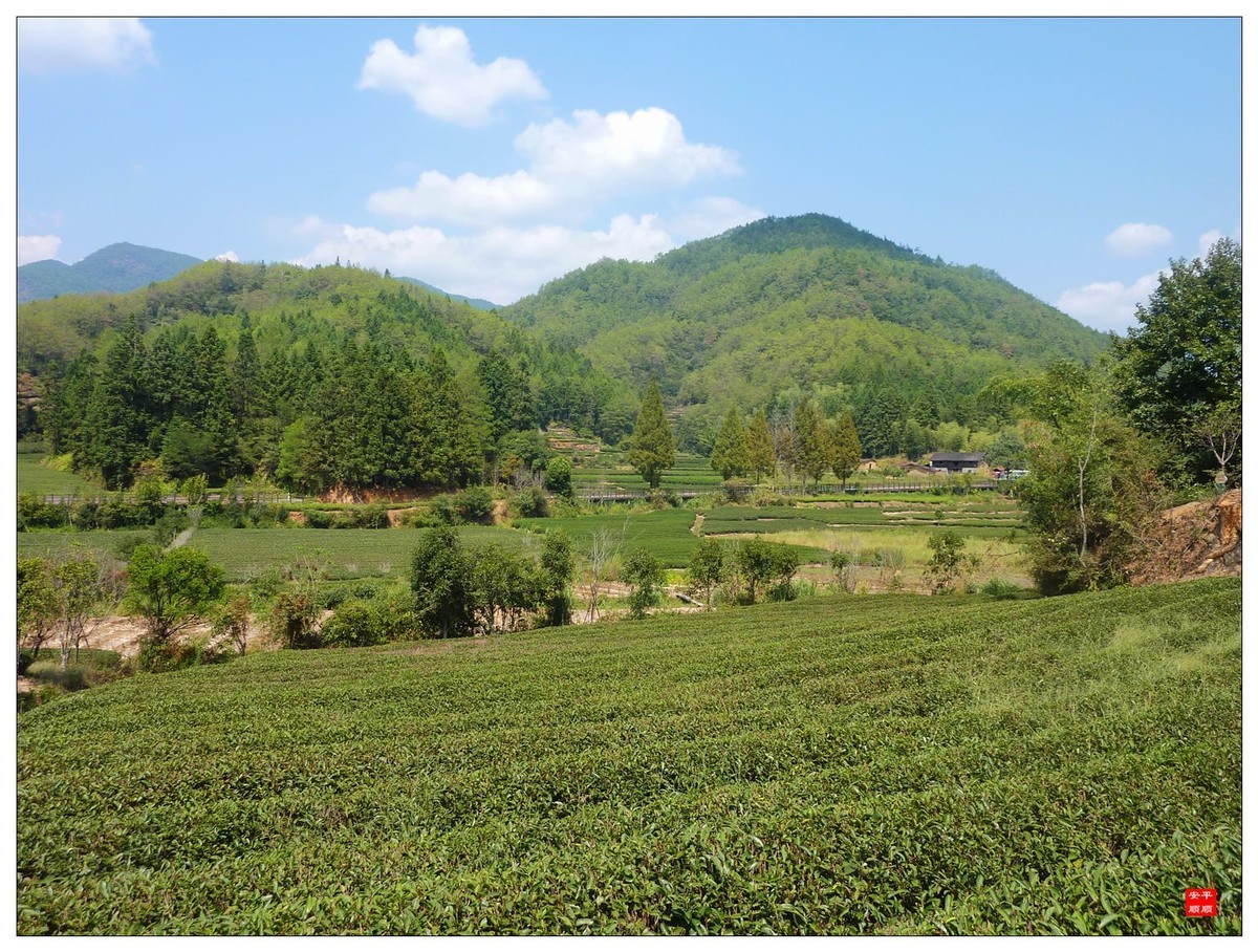 #留住美丽秋天#------福建南平武夷山燕子窠生态茶园
