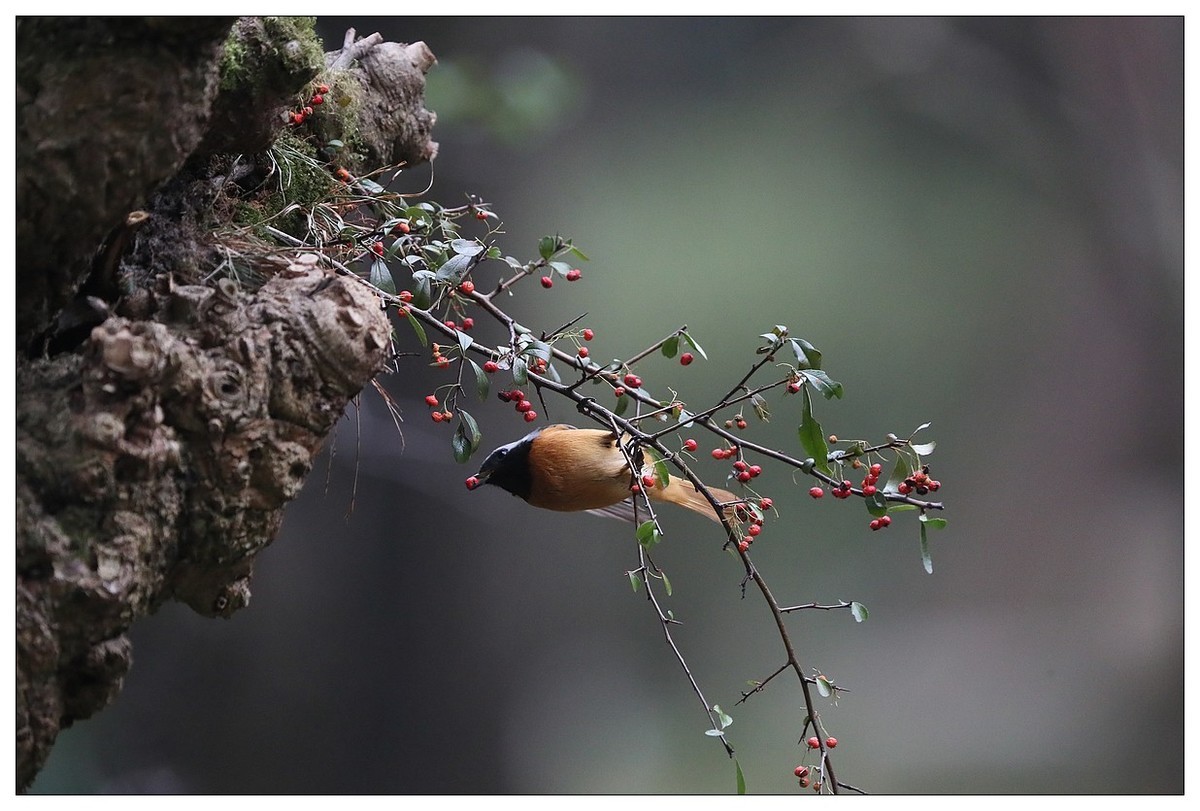 爱吃野果的红尾水驹（二）