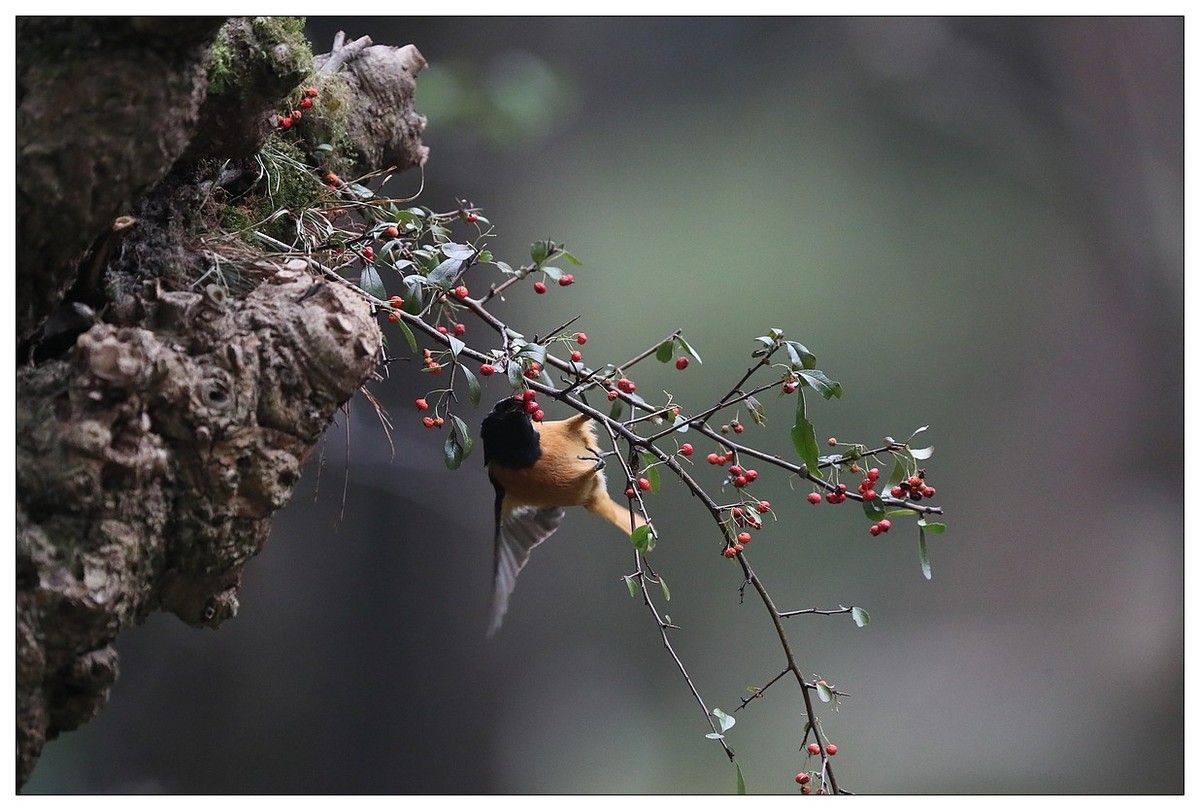 爱吃野果的红尾水驹（二）