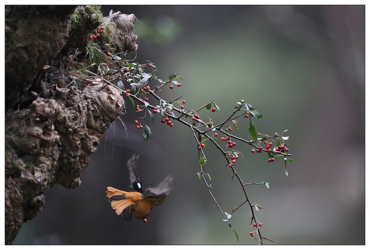 爱吃野果的红尾水驹（二）