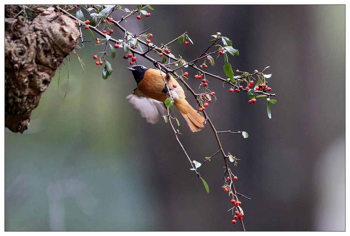 爱吃野果的红尾水驹（二）