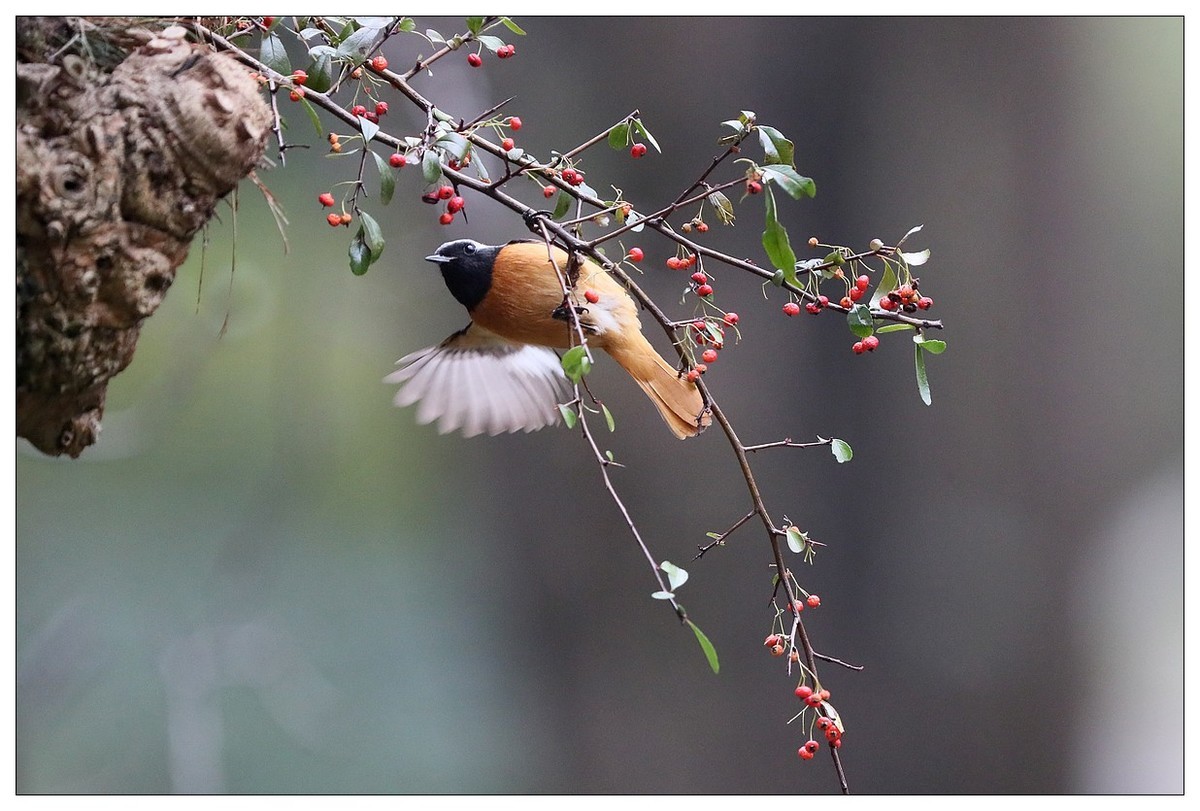 爱吃野果的红尾水驹（二）