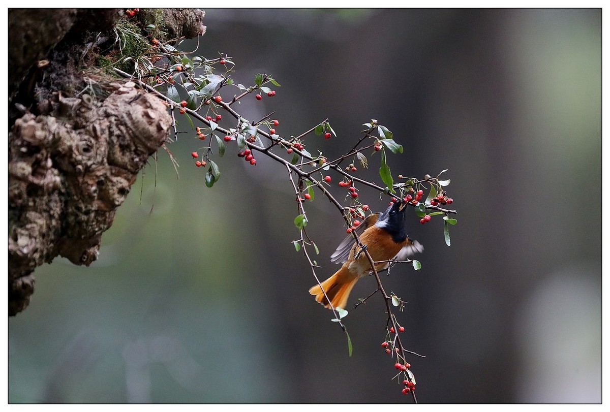 爱吃野果的红尾水驹（二）