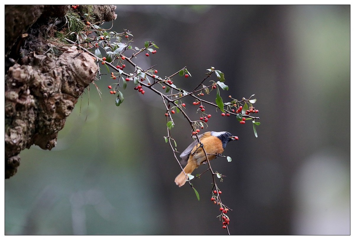 爱吃野果的红尾水驹（二）