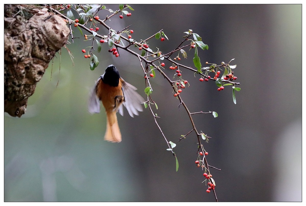 爱吃野果的红尾水驹（二）