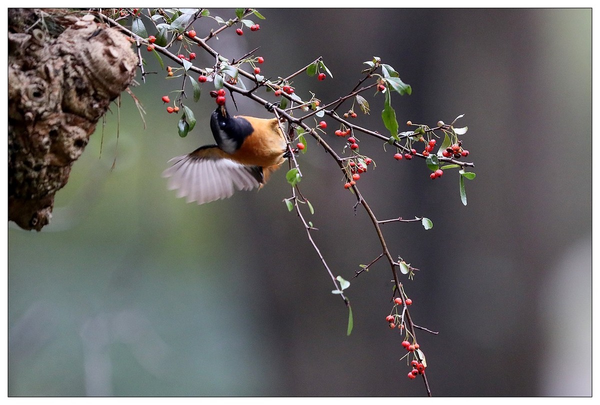 爱吃野果的红尾水驹（二）