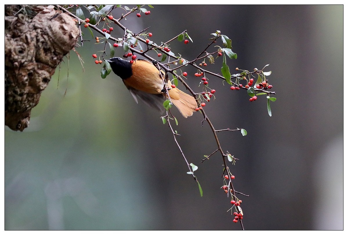 爱吃野果的红尾水驹（二）