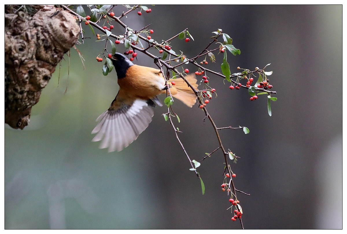 爱吃野果的红尾水驹（二）