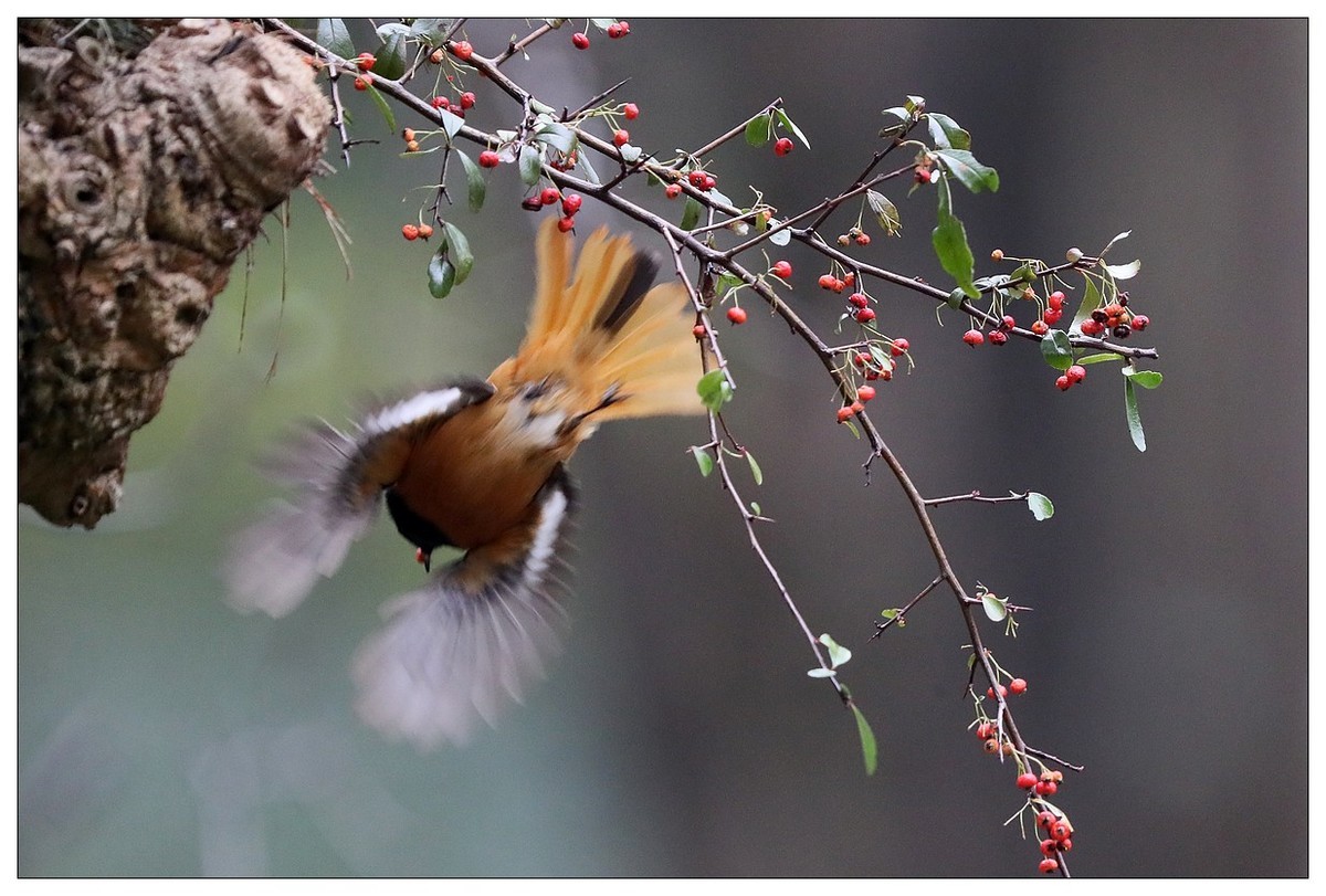 爱吃野果的红尾水驹（二）