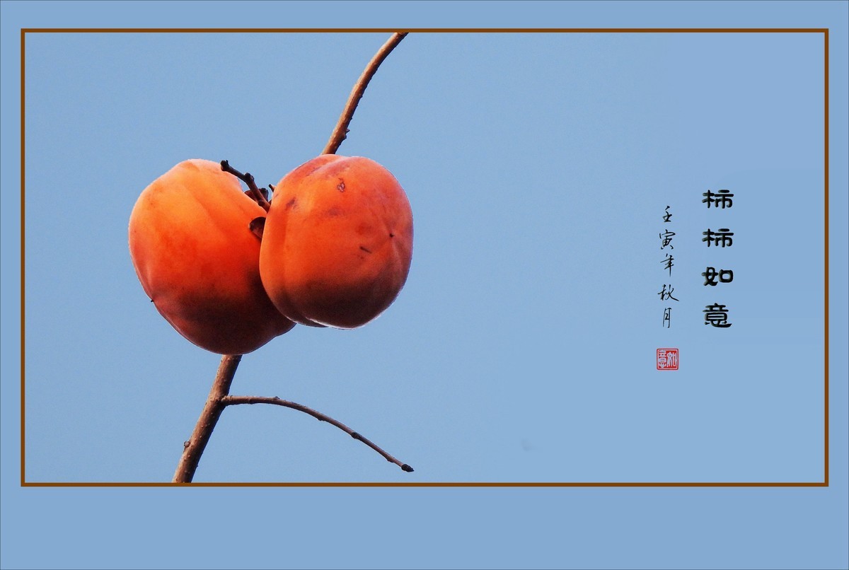 金灿灿的如意柿子