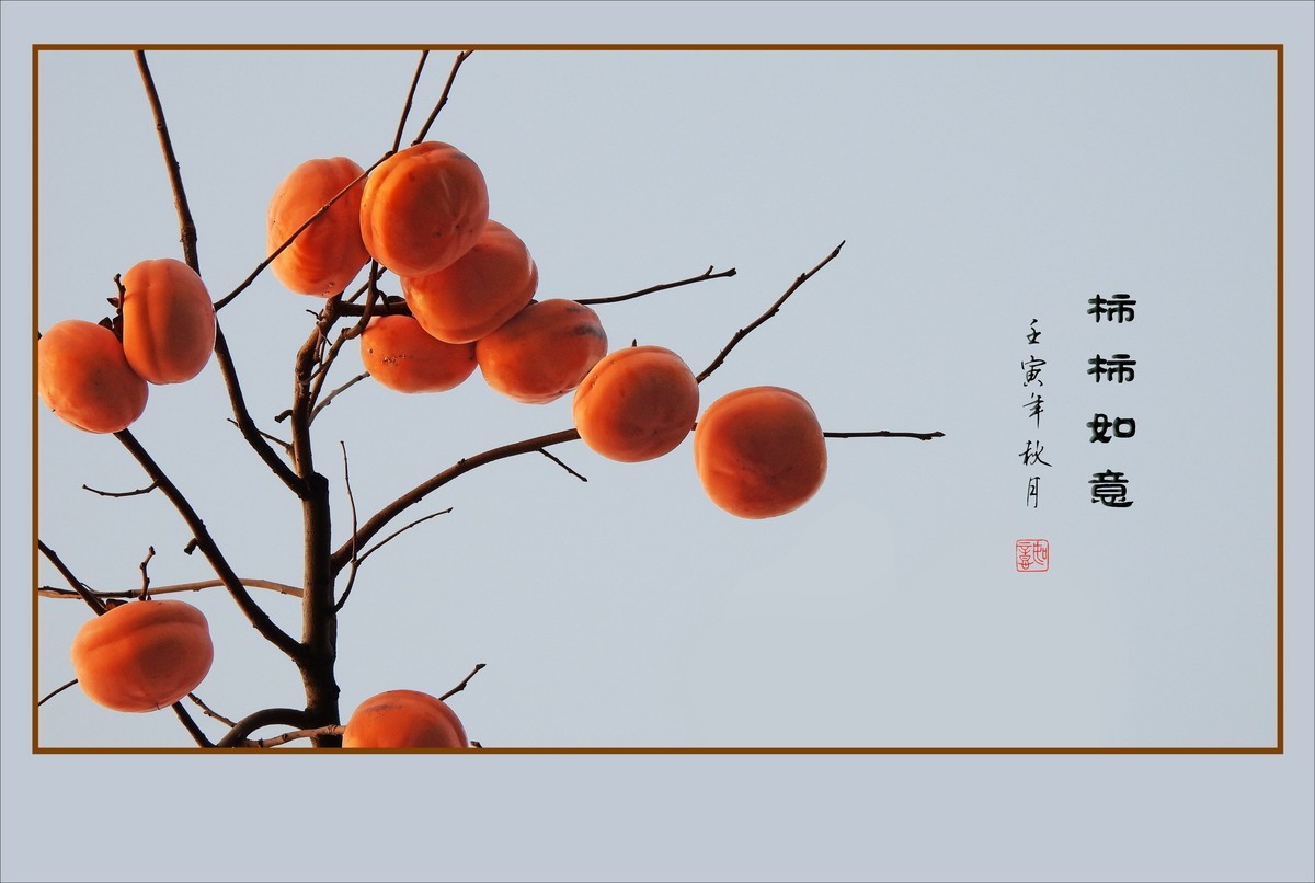 金灿灿的如意柿子