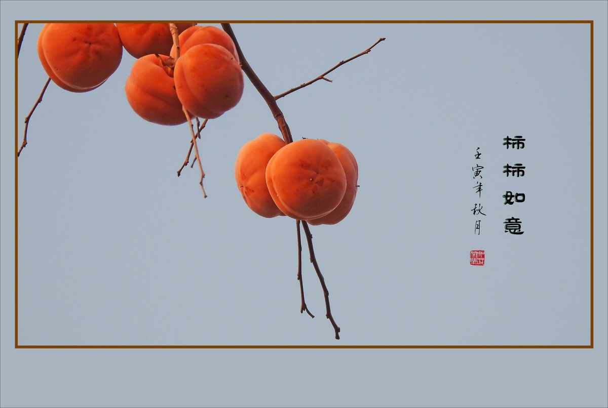 金灿灿的如意柿子