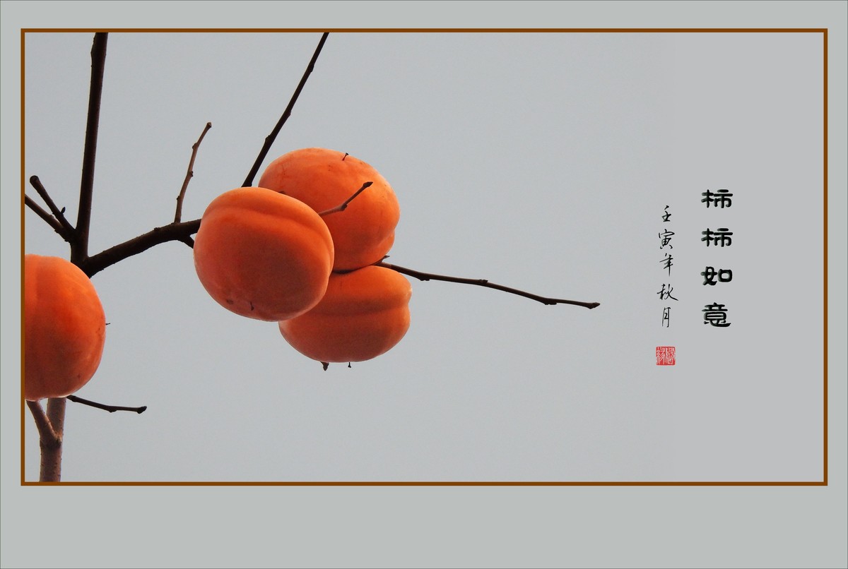 金灿灿的如意柿子