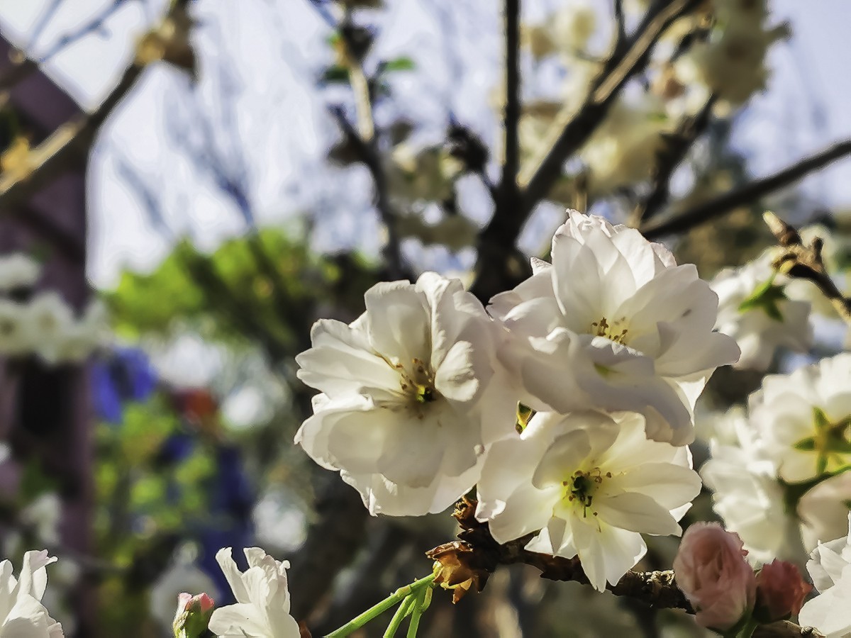 樱花