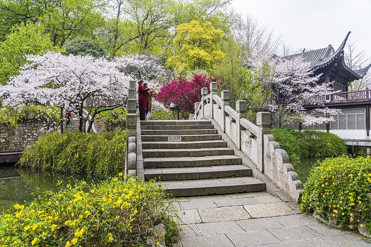 龙泉桥边樱花开