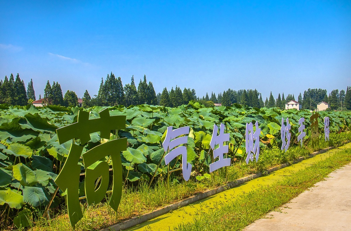 2023-07-08仪征新集天安村荷塘（三）