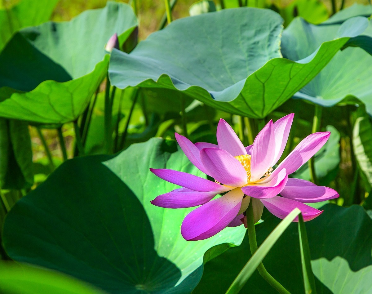 2023-07-08仪征新集天安村荷塘（三）