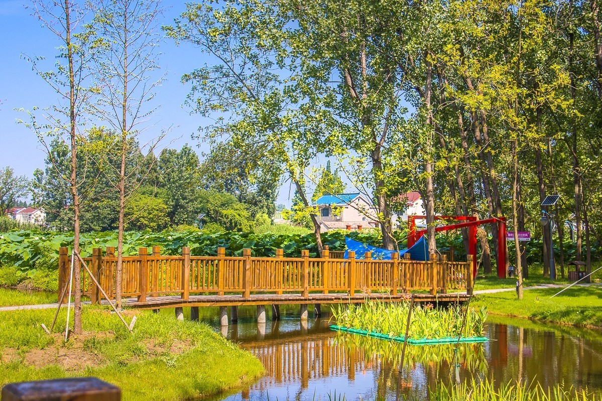 2023-07-08仪征新集天安村荷塘（三）