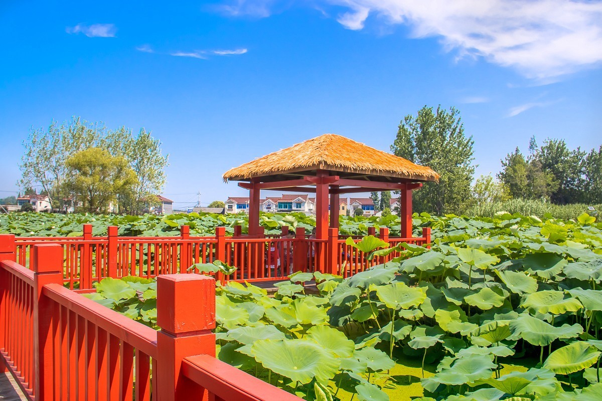 2023-07-08仪征新集天安村荷塘（三）