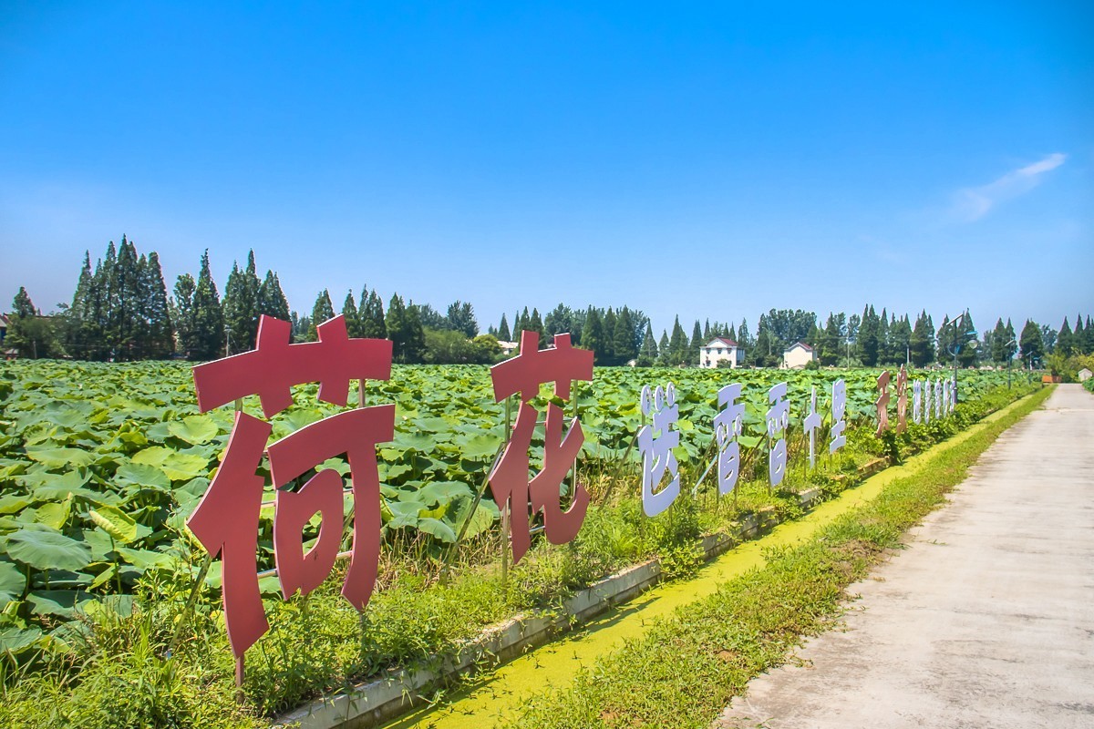 2023-07-08仪征新集天安村荷塘（三）
