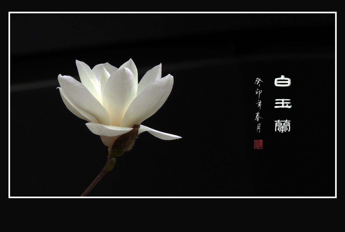 圣洁如玉的白玉兰