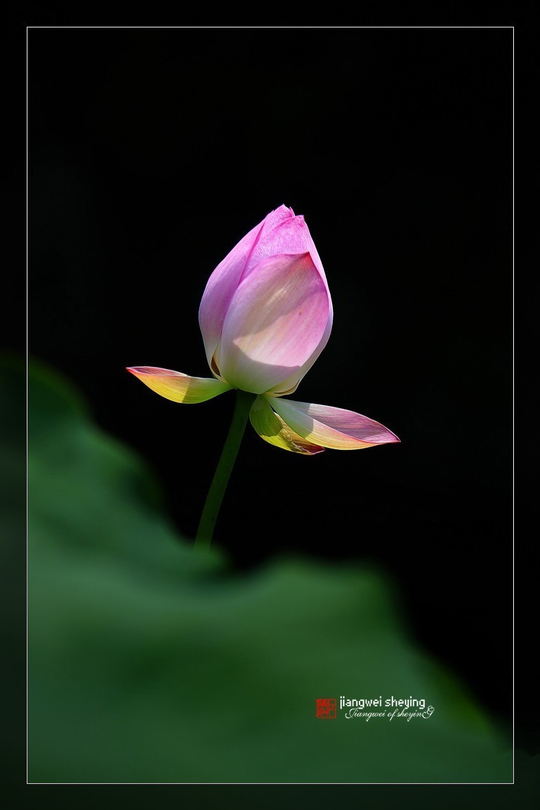 #版主坐堂#索尼大版星空(中国)2024年 8 月份优秀作品精选汇总