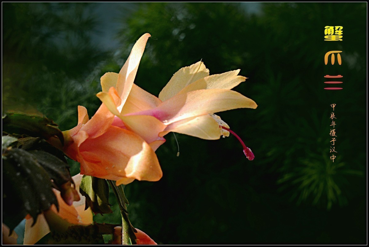 #版主坐堂#索尼大版星空(中国)2024年 8 月份优秀作品精选汇总