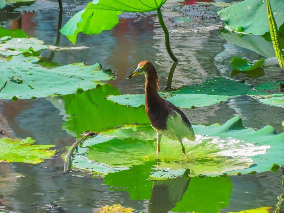 #版主坐堂#索尼大版星空(中国)2024年 8 月份优秀作品精选汇总