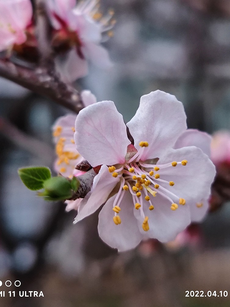 新手机桃花试片